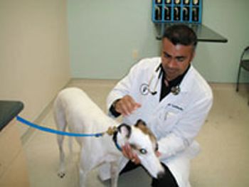 veterinary_immigration1-645759-1384408249950.jpg