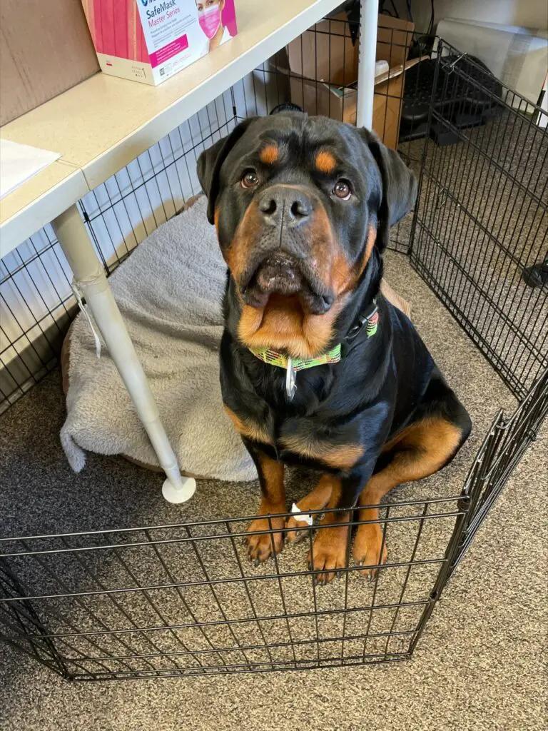 Why Does My Dog Not Play Fetch