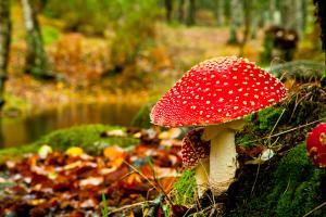 Preventing mushroom toxicosis in our companion animals