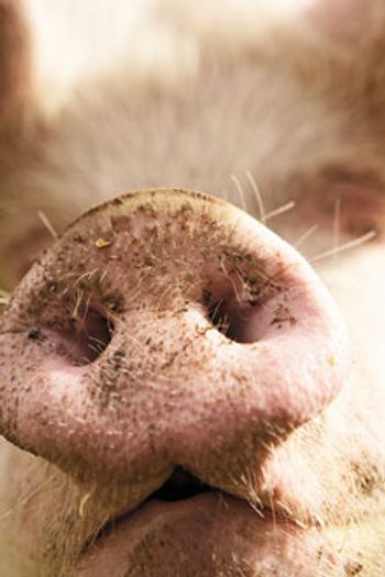 veterinary_pigSnout_220.jpg
