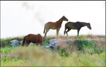 DVM_veterinarynews_unwanted_horses_flash-int.s-570975-1384534156152.jpg
