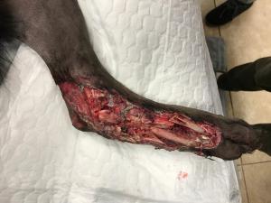 severe traumatic injury on animal
