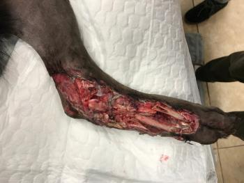 severe traumatic injury on animal