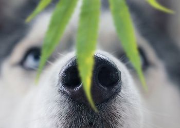 cbdpupy450.jpg