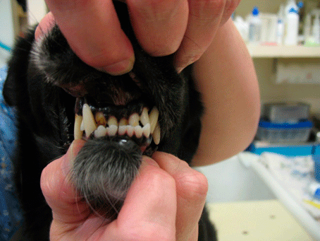 9 Types Of Oral Pathology 9 Types Of Oral Pathology