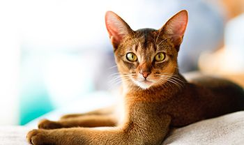 veterinary-pretty cat-thumb.jpg