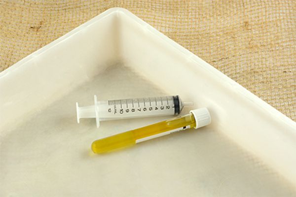 Urine ammonia ratio emerges as a prognostic biomarker for canine chronic kidney disease