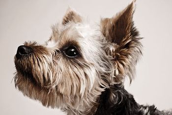 yorkie_450.jpg