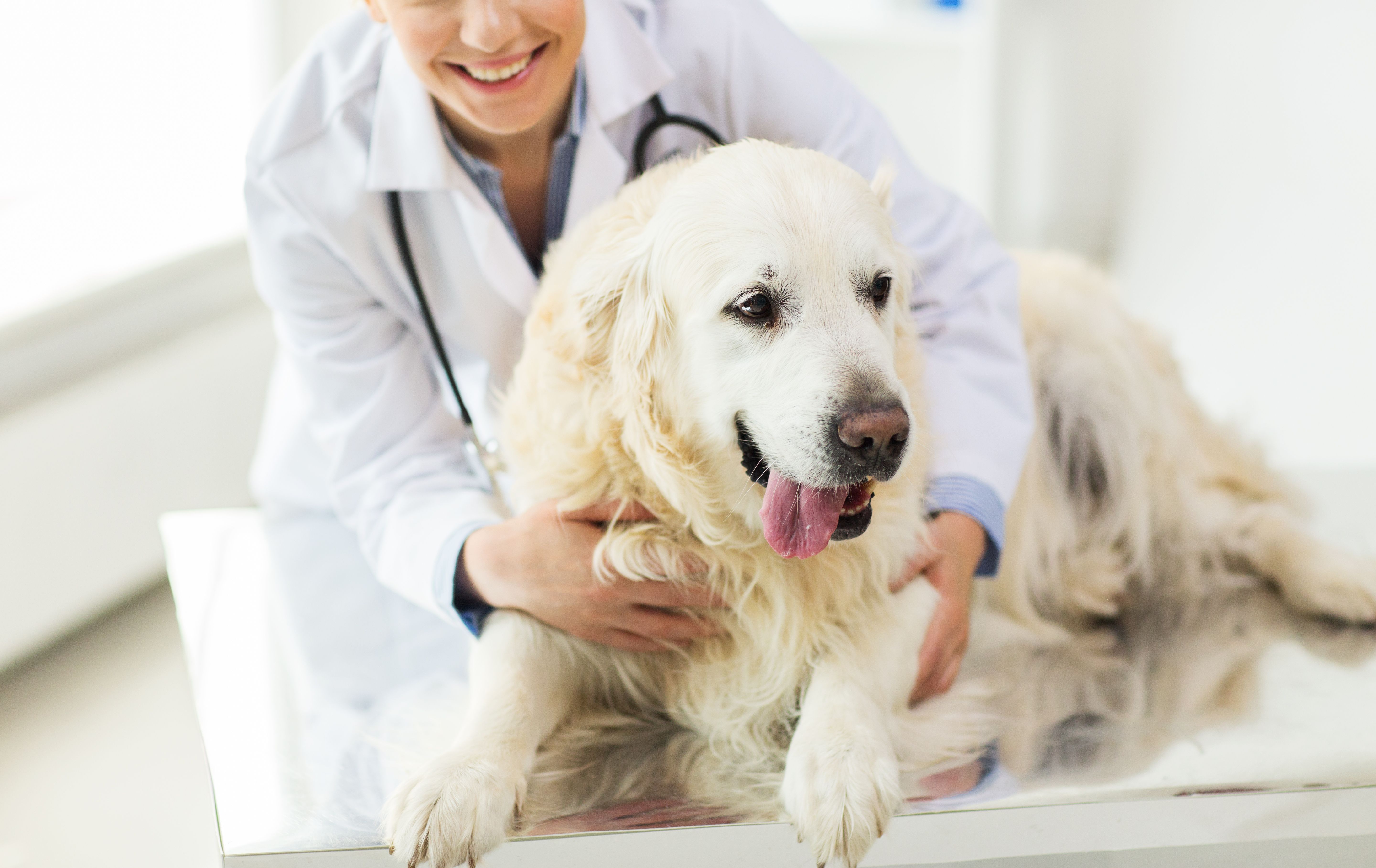 7 strategies to support work-life balance for your veterinary team