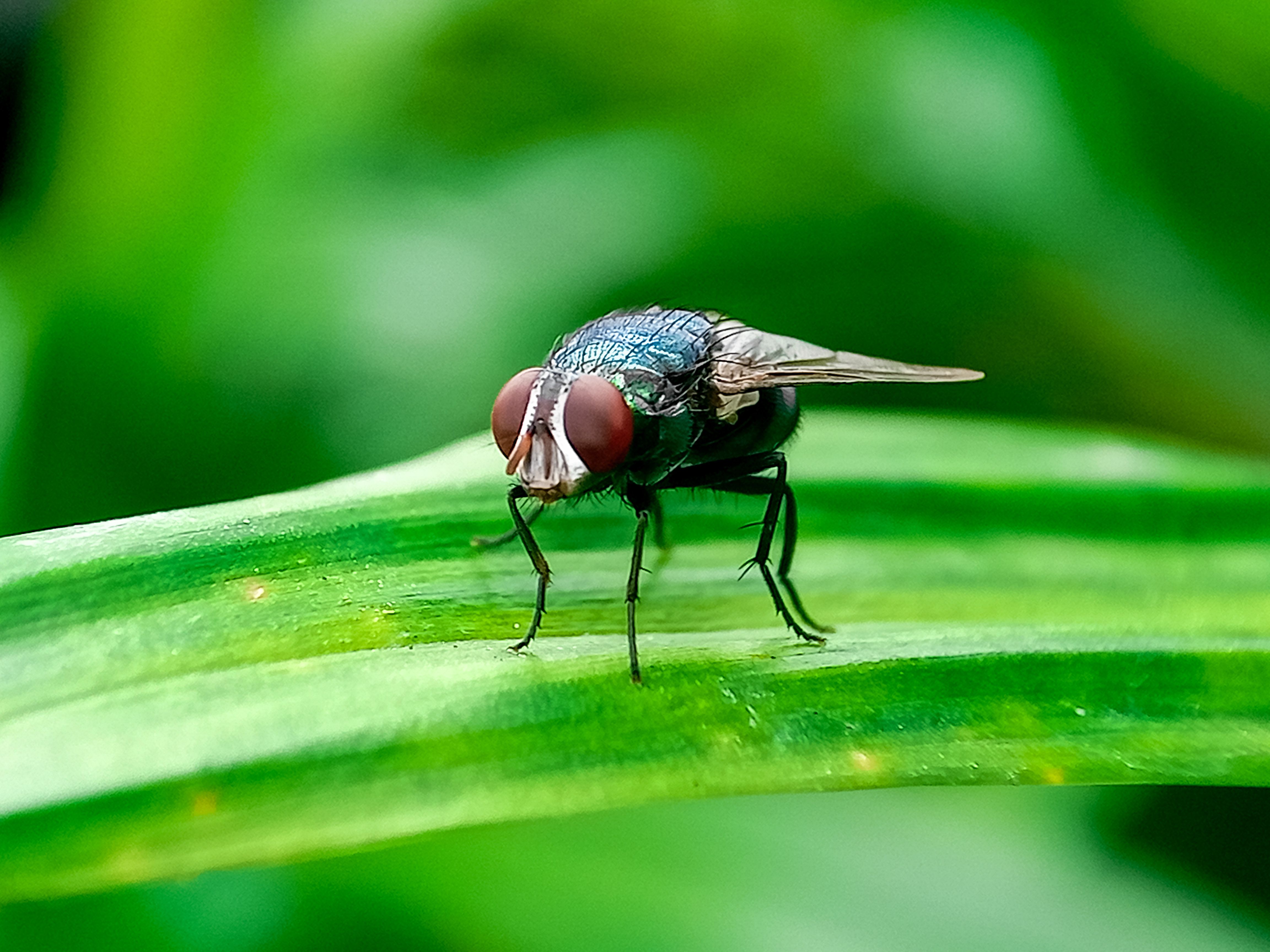 The latest on New world screwworm