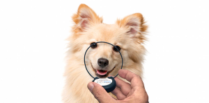 Dental Pain and Inflammation—Acute and Chronic