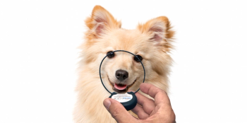 Dental Pain and Inflammation—Acute and Chronic