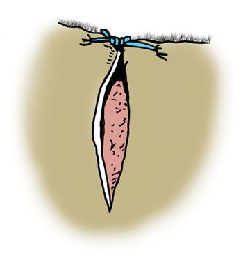 veterinary_Gionfriddo_Figure6.jpg