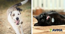 AVMA releases 2 videos informing pet parents on pet dental care 