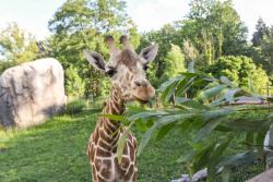 Maryland Zoo giraffe Willow dies suddenly 