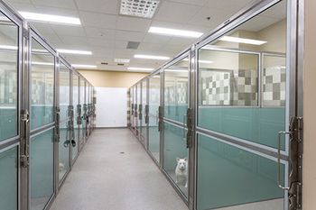 2018_12_NorthpointeVeterinaryHospital_BoardingRunWard1-450.jpg