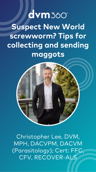 Suspect New World screwworm? Tips for collecting and sending maggots