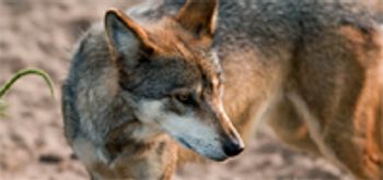 veterinary_vm1012_72887137_mexican_gray_wolf-791137-1384155675252.jpg
