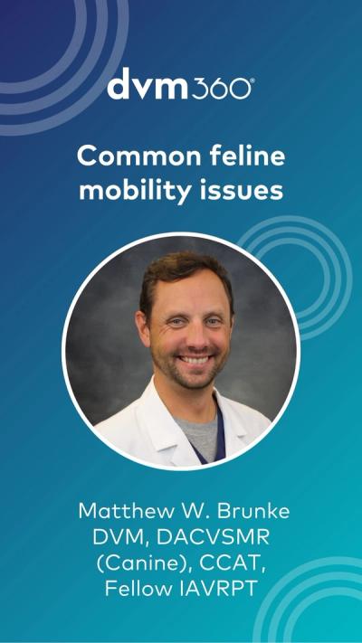Common feline mobility issues