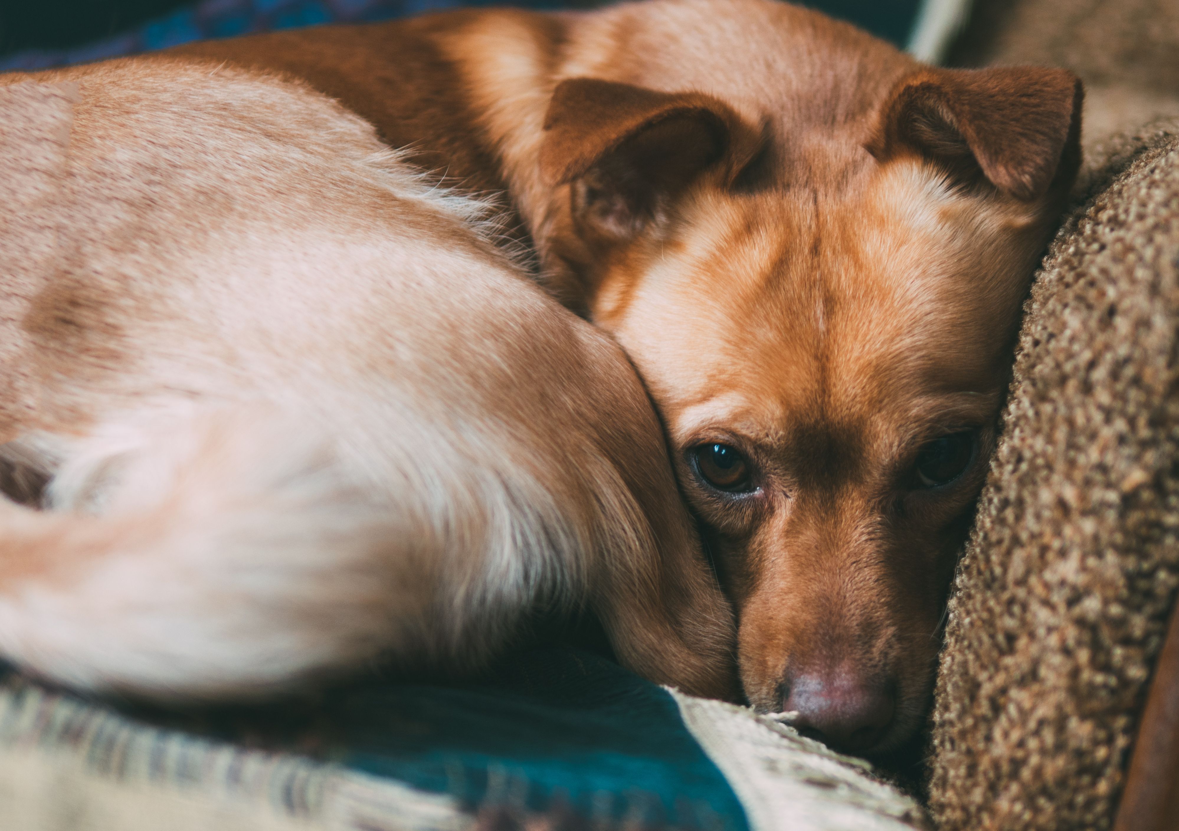 View of Tips and tricks for addressing canine anxiety | dvm360
