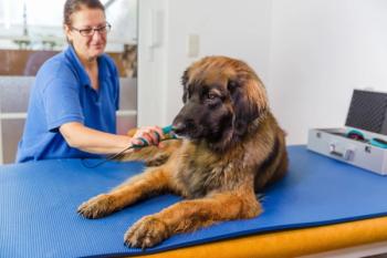 dog getting laser therapy