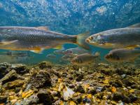 Wild fish get a new FDA-approved sedation option for resource management