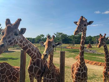 giraffes-450.jpg