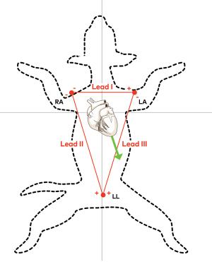 Reading ECGs in veterinary patients: an introduction