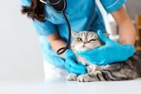 Small animal veterinarian