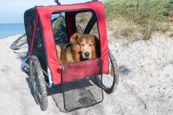 Osteoarthritis in dogs