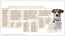 Algorithm: Diagnostic approach to pruritic dogs