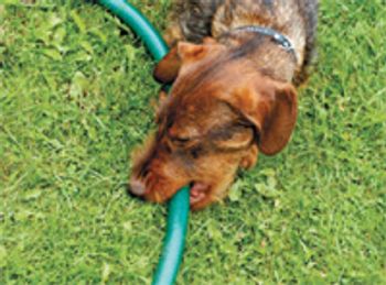 veterinary_dog_bite_hose_56400527_vm-779876-1384157923502.jpg