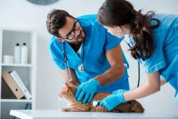 AAFP and Every Cat Health Foundation release new FIP guidelines 