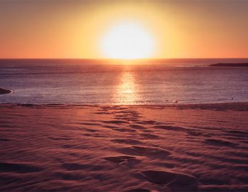 veterinary-beach-main.jpg