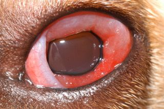 dog conjunctivitis treatment over the counter