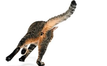 veterinary-Back-figure-of-a-cat_450_460558849.jpg