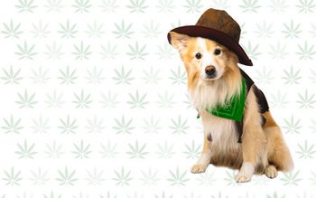 veterinary-cowboy-CBD-dog-AdobeStock_41256941-450.jpg