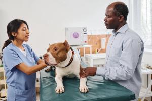 Management of pancreatitis in dogs and the role of PANOQUELL®-CA1 (fuzapladib sodium for injection)