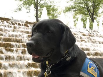 veterinary_July_calendar-658061-1384327631443.jpg