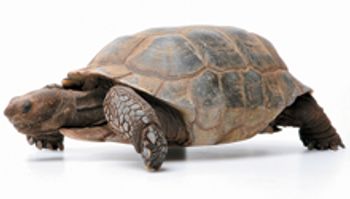 veterinary-turtoise-220px-172628434.jpg