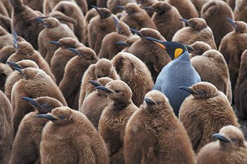 veterinary-penguin-unique-450px-360006152.jpg