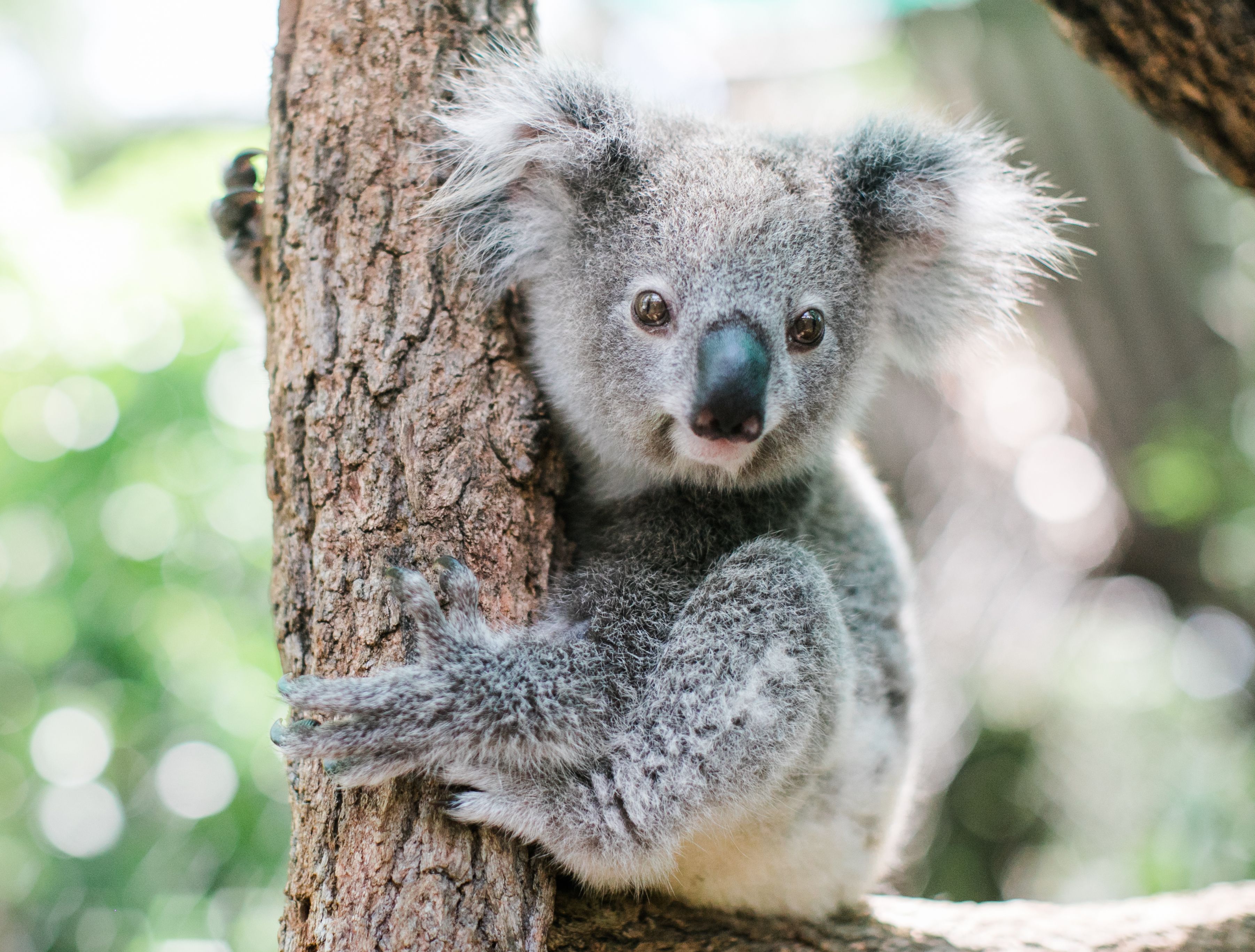 Koalas now listed as endangered species on Australian east coast