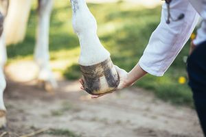 Surgery STAT: Does that lame horse have synovial sepsis?