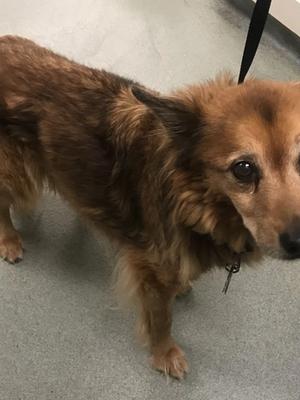 Anesthesia for the geriatric patient