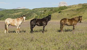 veterinary-equine-palmer-appointments-AdobeStock_129114788-450.jpg