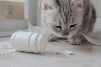 Pet Poison Helpline reports rise in Apoquel calls
