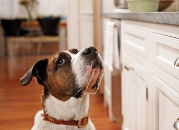 veterinary-dog-beg-food-kitchen-200455359-001_450.jpg