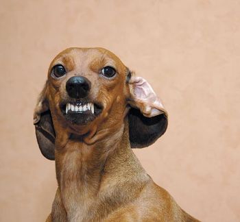 veterinary-little-badger-dog-is-smiling-or-angry-450px-shutterstock-8050477.jpg