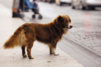 veterinary_little redhead cute dog on the street_220px_529768061.jpg