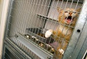 Animal Care Expo 2017: Do This, Not That - Shelter Medicine Fundamentals